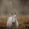 Horse in fog by Christa van Gend