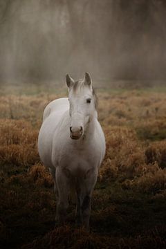 Horse in fog by Christa van Gend