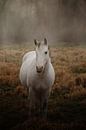 Horse in fog by Christa van Gend thumbnail