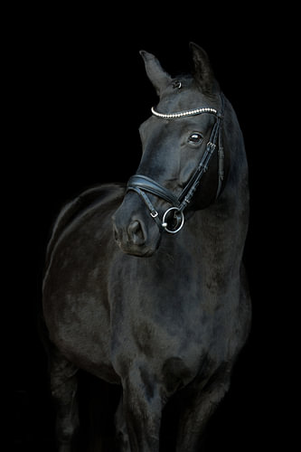Portret van een zwarte hengst – elegante paardenfoto tegen een zwarte achtergrond