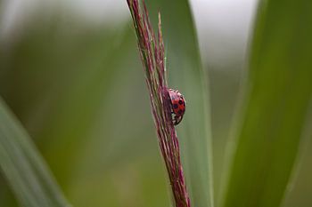 Marienkäfer mit kleinen Wassertröpfchen