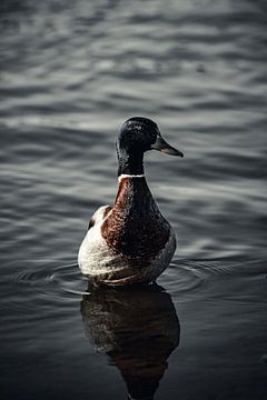 wilde eend van Tamara S.