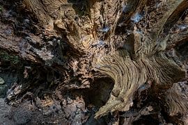 Vogel breitet seine Flügel aus von Eugene Winthagen