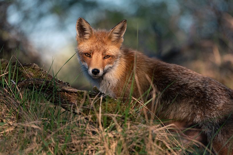 Schöner Rotfuchs auf weichem Hintergrund. von Jolanda Aalbers