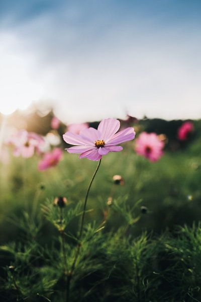 La fleur solitaire par Jurjen Rozeboom