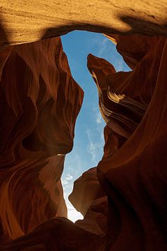 Lower antelope seahorse