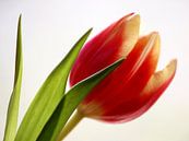 Red Tulip 1 van Marjon van Vuuren thumbnail