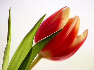 Tulipe rouge 1