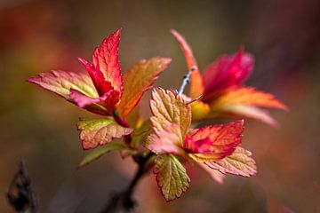 Knospender Frühling von Rob Boon