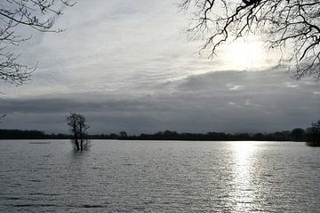 Arbre solitaire dans la plaine inondable sur Bernard van Zwol