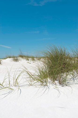 Dünen, Marmorgras und blauer Himmel