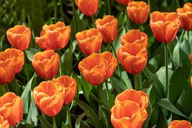 tulpen by Gert Slagmolen