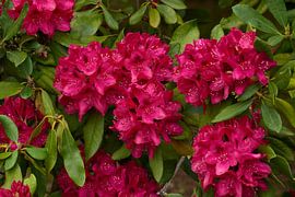 Rhododendron