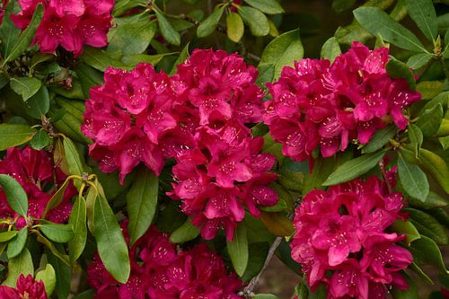 Rhododendron