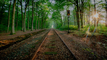 Ostfriesland - Schienenstrang im Wald