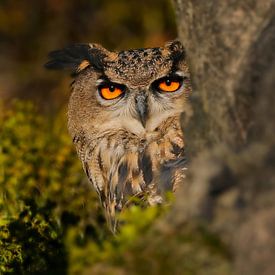 Eagle owl II by Harry Eggens