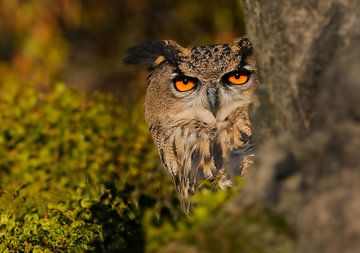 Eagle owl II by Harry Eggens