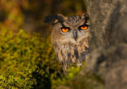 Eagle owl II