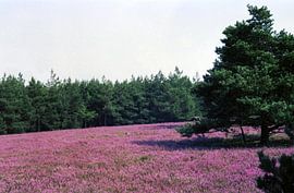 Breite Fuhre, Lüneburger Heide by Joachim Serger