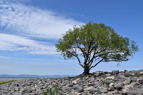 Ein Baum auf den Felsen entlang des Flusses