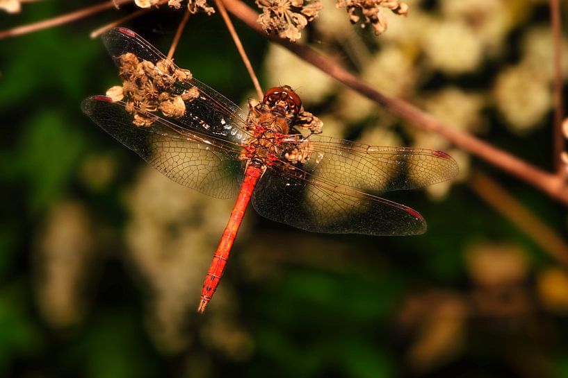 _DSC8857 von Bart Verdijk
