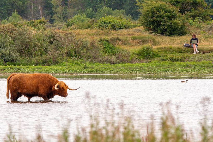 Scottish Highlander on the drawing board by Erwin Schenk