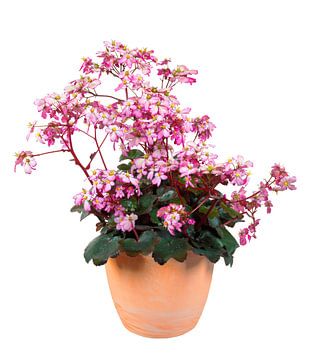 Bloeiende saxifrage bloem in een bloempot op een witte achtergrond