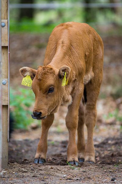 Tauros calf by Eveline van Beusichem