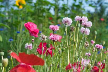 Roze in het veld van Jolanda de Jong-Jansen