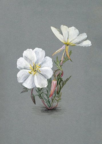 Giant Helleborine (1880)