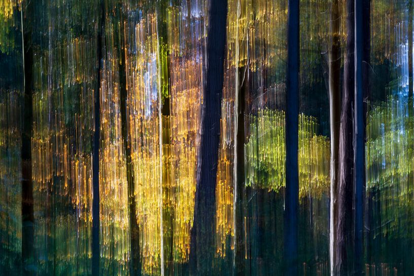Le soleil perce la forêt sombre par Pixel Meeting Point