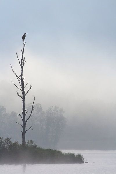 Pygargue sur son Perchoir von Renald Bourque