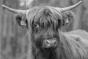 Porträt eines schottischen Highlander
