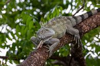 Iguana in a tree in Curaçao. by Dennis en Mariska thumbnail