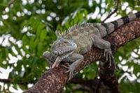 Iguana in a tree in Curaçao.