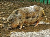 Black Spotted Pig Male by Dorothy Berry-Lound thumbnail