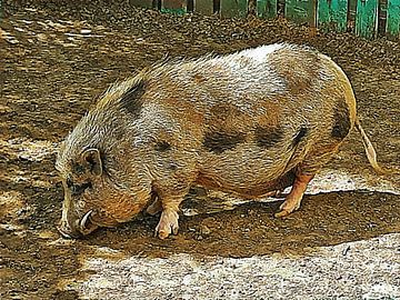 Black Spotted Pig Male
