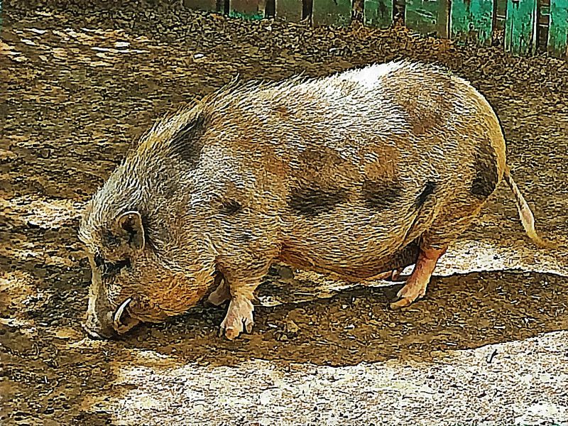 Black Spotted Pig Male by Dorothy Berry-Lound