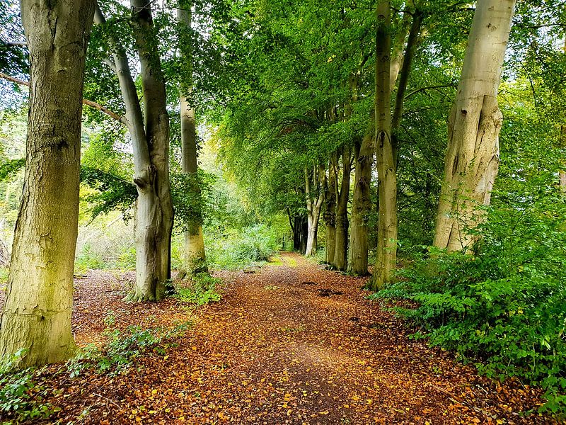 Herbst von Ger Doornbos