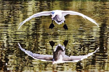 Landender Schwan