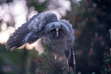 Un jeune hibou moyen-duc vole vers la caméra en mode d'attaque. sur John Ozguc