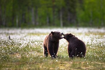 Who has the bigger mouth? by Daniela Beyer