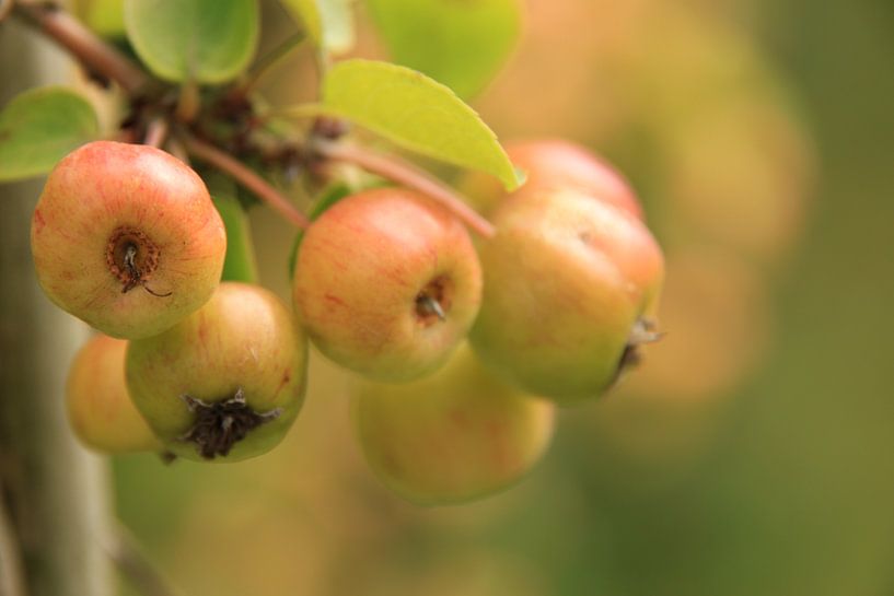 Appels van Marcel van Rijn