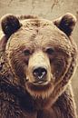 vintage bear by Imperial Art House thumbnail