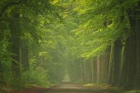 Beautiful morning in the beech forest