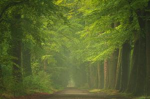 Mooie ochtend in het beukenbos van Francis Dost