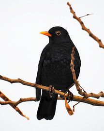 Blackbird on a branch by Maickel Dedeken