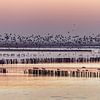 Rust en ruimte aan Waddenzee – vogels in vlucht bij zonsondergang van ThomasVaer | Tom Coehoorn