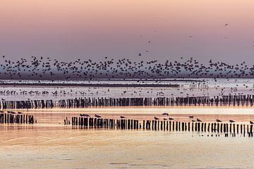 Paix et espace à la mer des Wadden - oiseaux en vol au coucher du soleil sur ThomasVaer | Tom Coehoorn