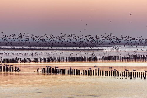 Rust en ruimte aan Waddenzee – vogels in vlucht bij zonsondergang
